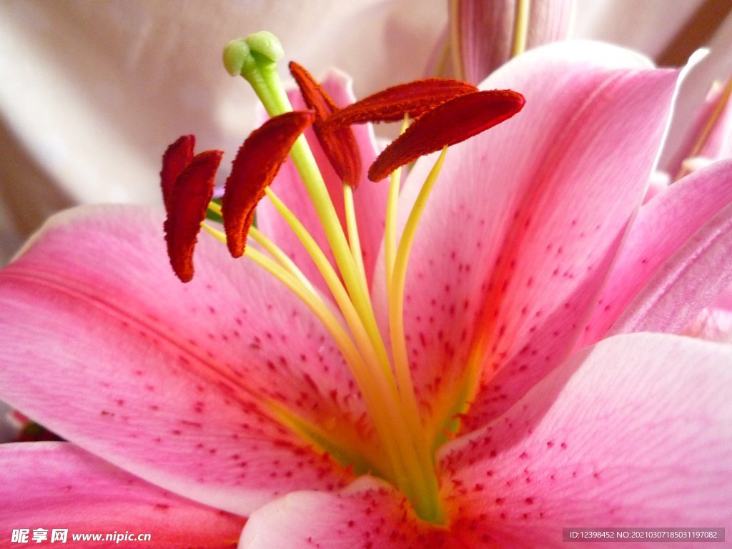 百合花