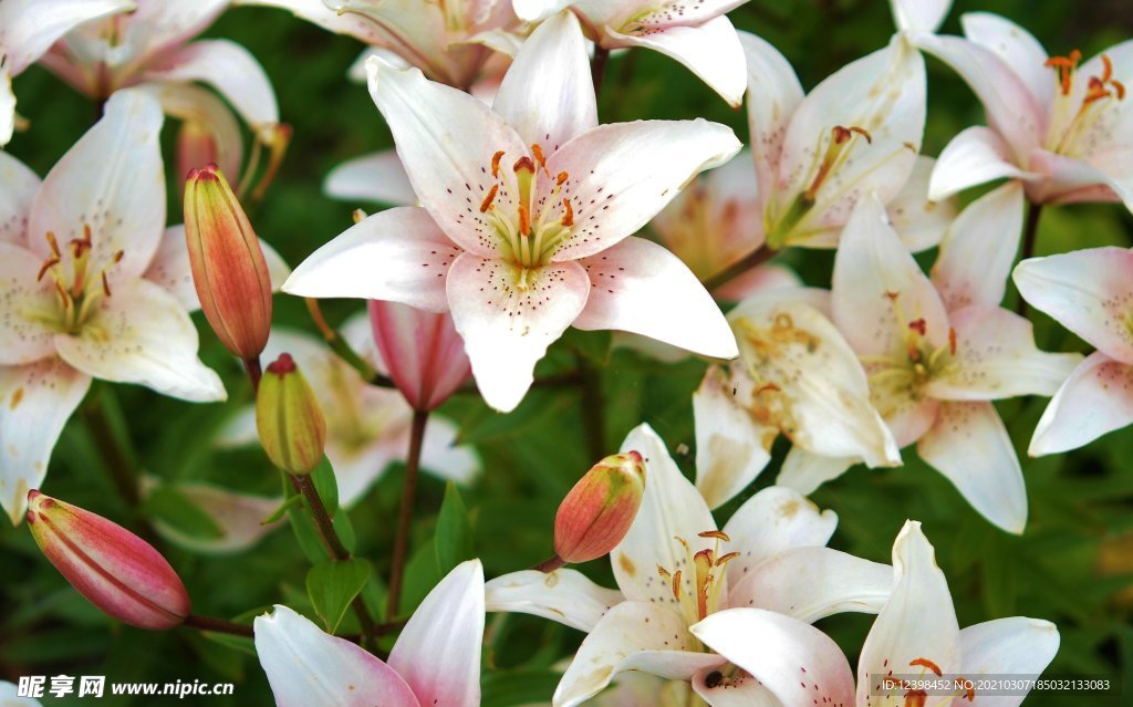 百合花