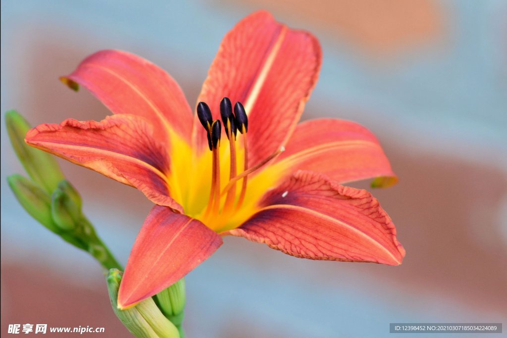 百合花