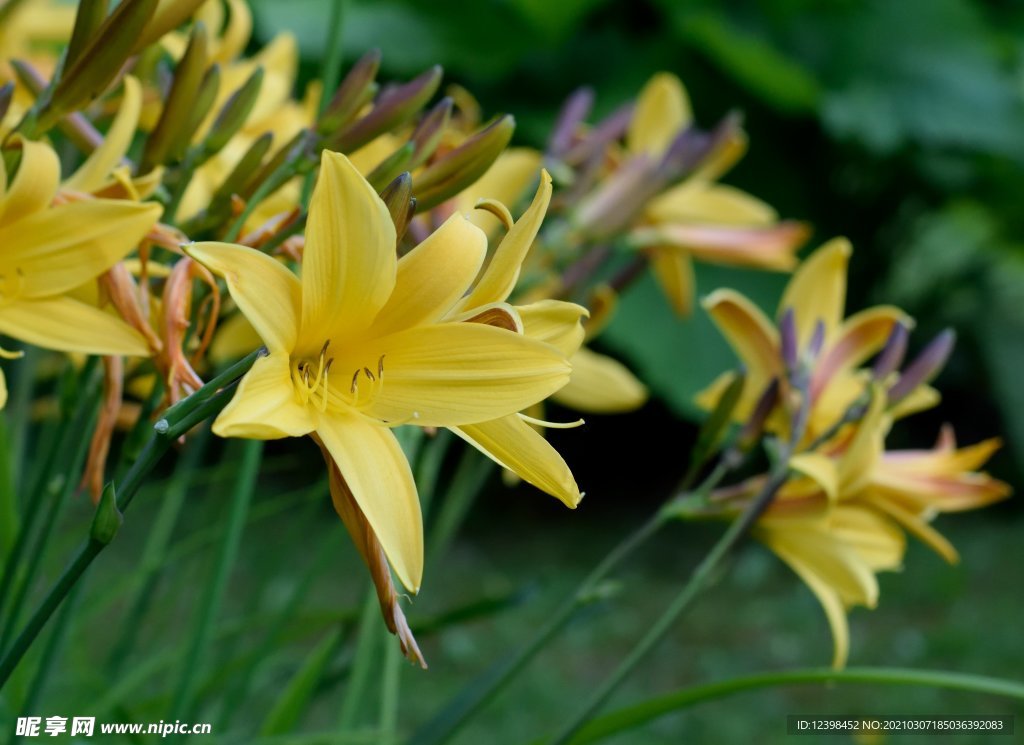 百合花
