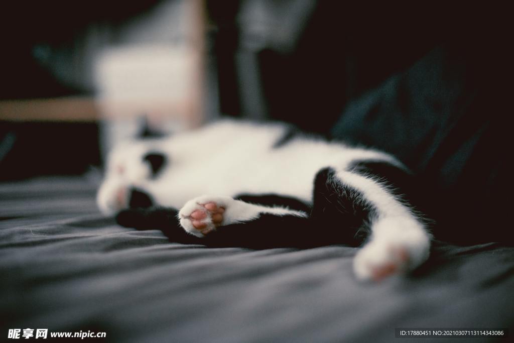猫