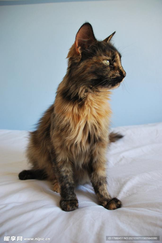 猫
