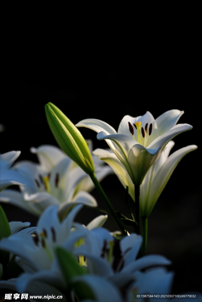 玉兰花