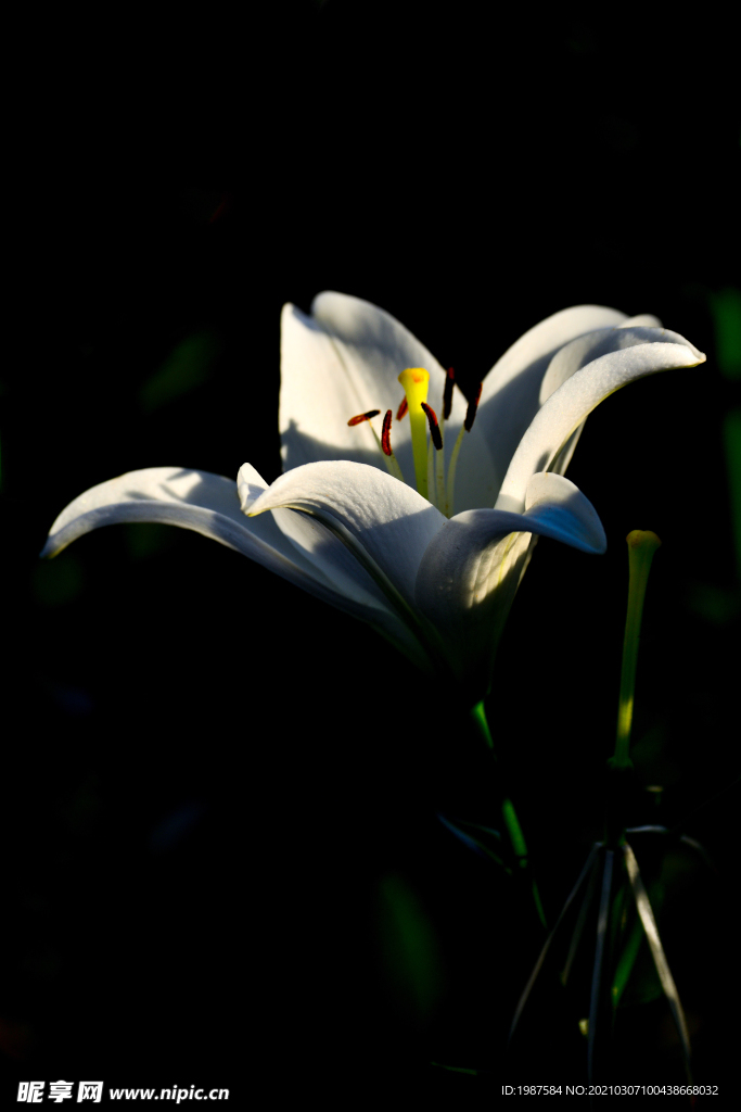 玉兰花