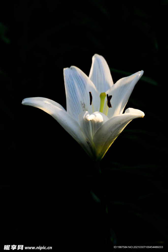 玉兰花