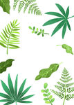 热带植物