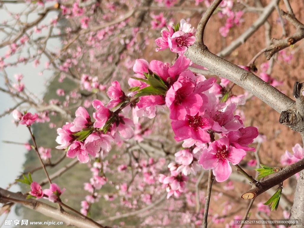 桃花