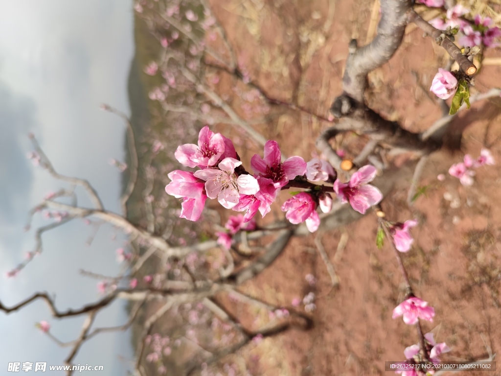 桃花