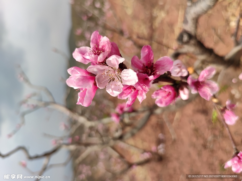 桃花