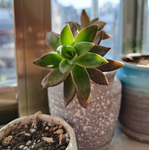 多肉植物