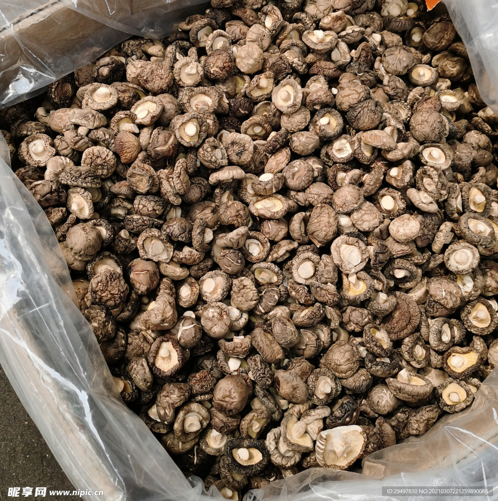 香菇