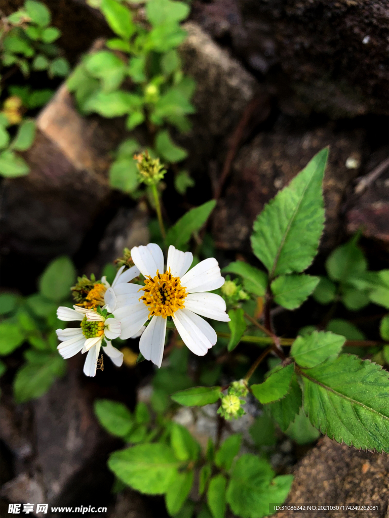 鬼针草白花