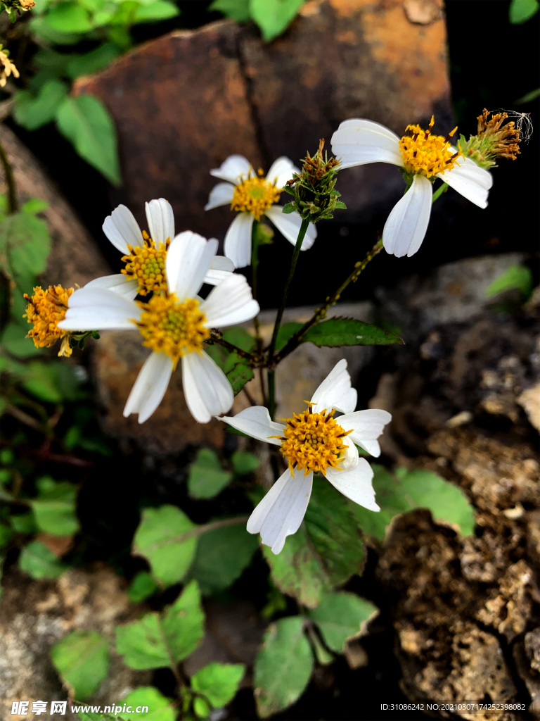 鬼针草白花