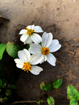 鬼针草白花