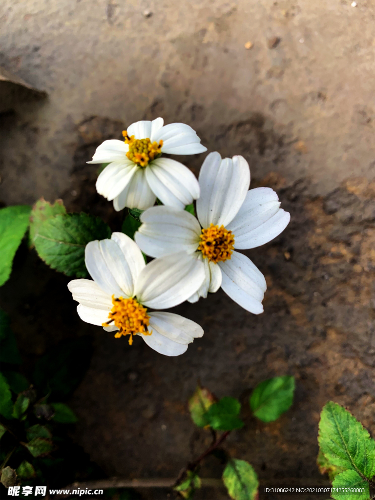 鬼针草白花