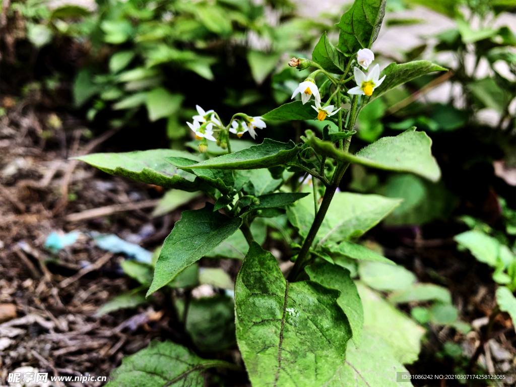 白花菜