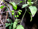 白花菜果