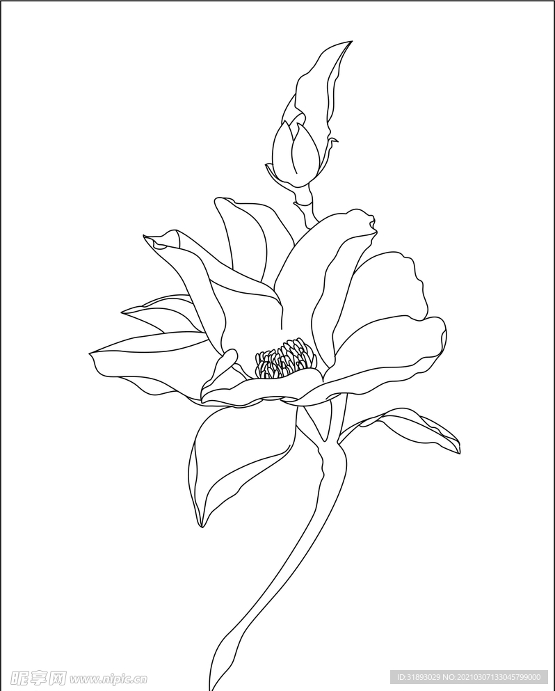 花 枝条  线条  线稿 白描