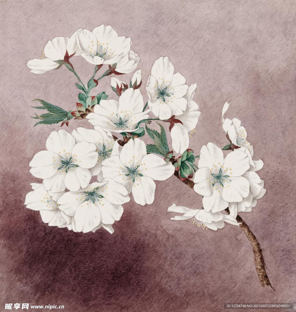 樱花插画