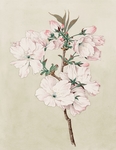 樱花手绘