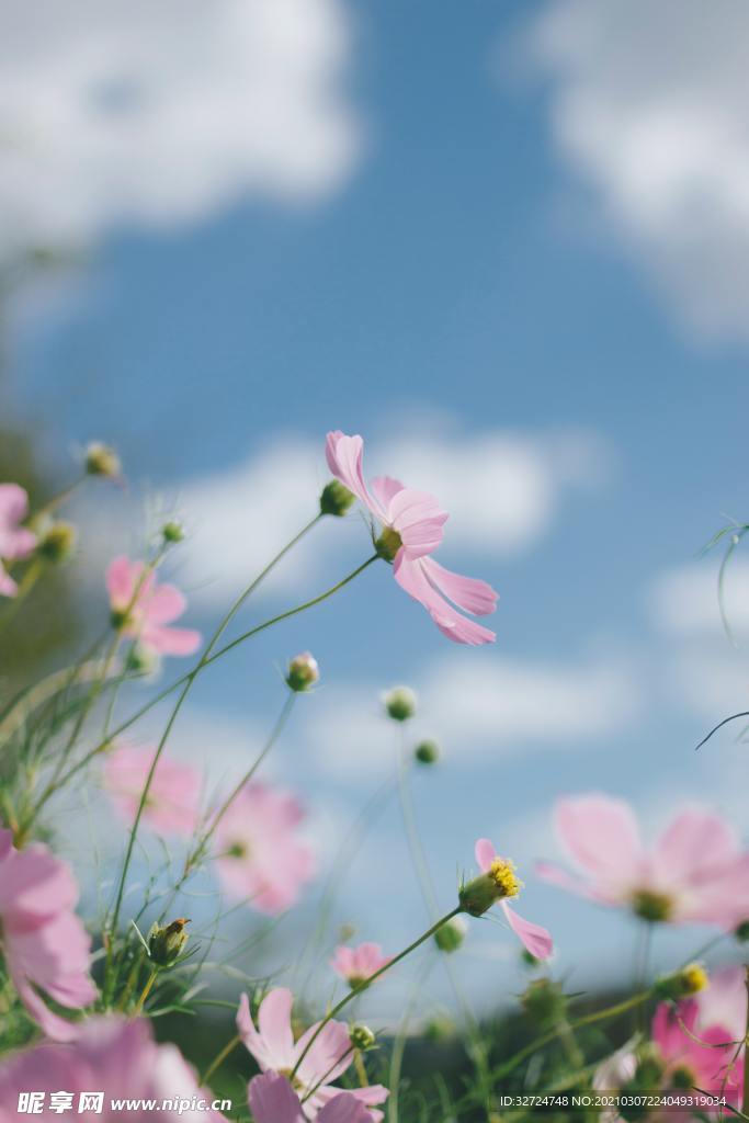 格桑花