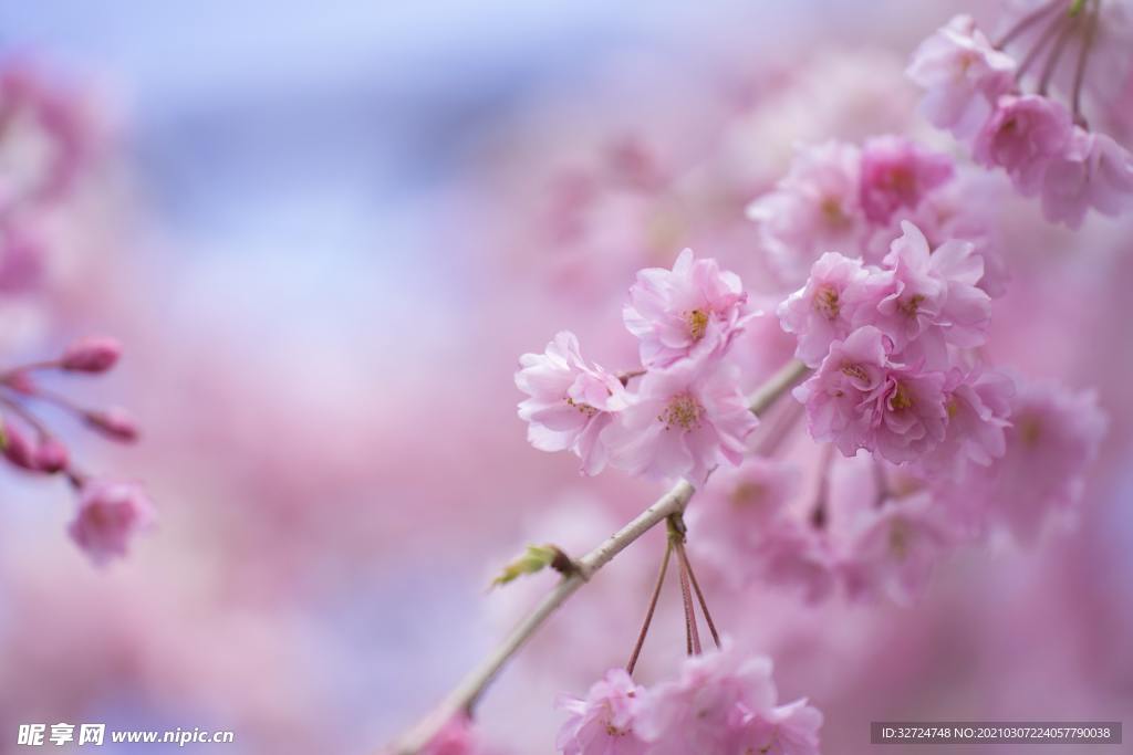 樱花