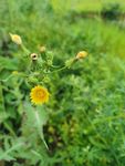 小菊花