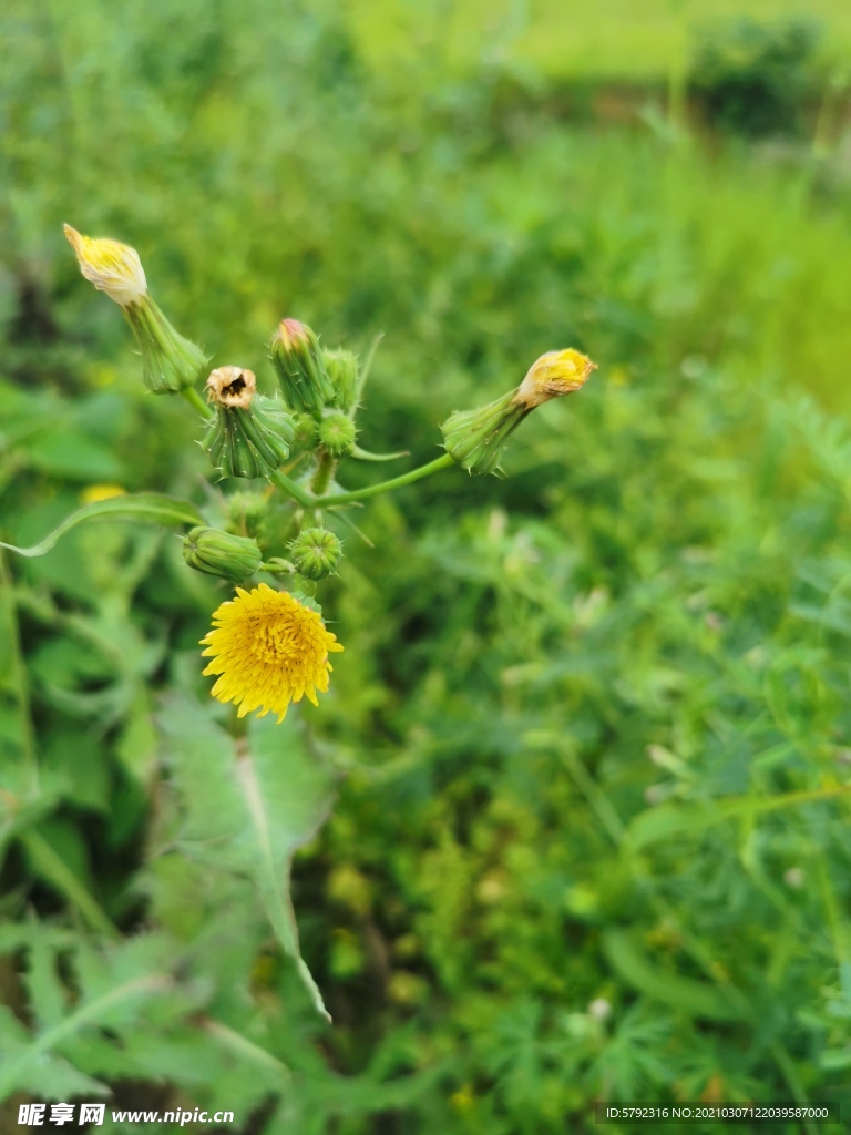 小菊花