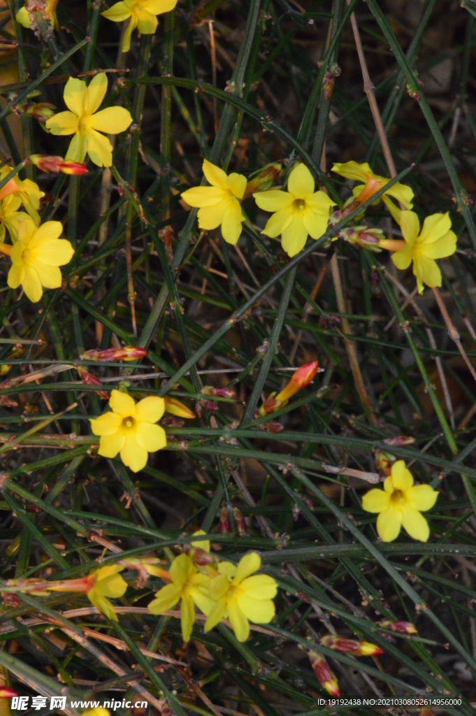 迎春花