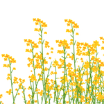 油菜花插画