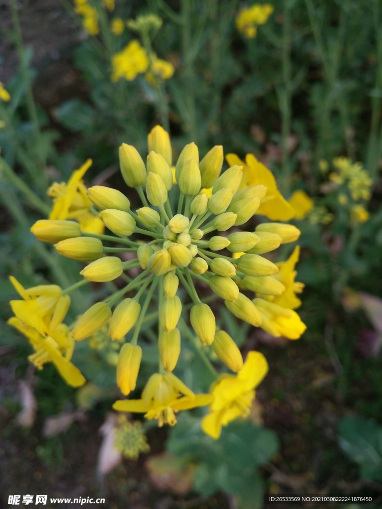 油菜花 春天 自然 黄花 农业