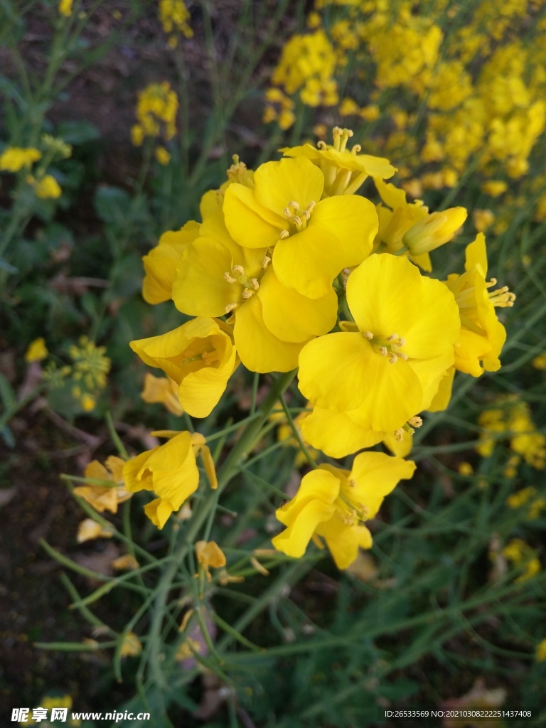 油菜花 春天 自然 黄花 农业