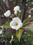 梨花 春天 自然 白花 花朵