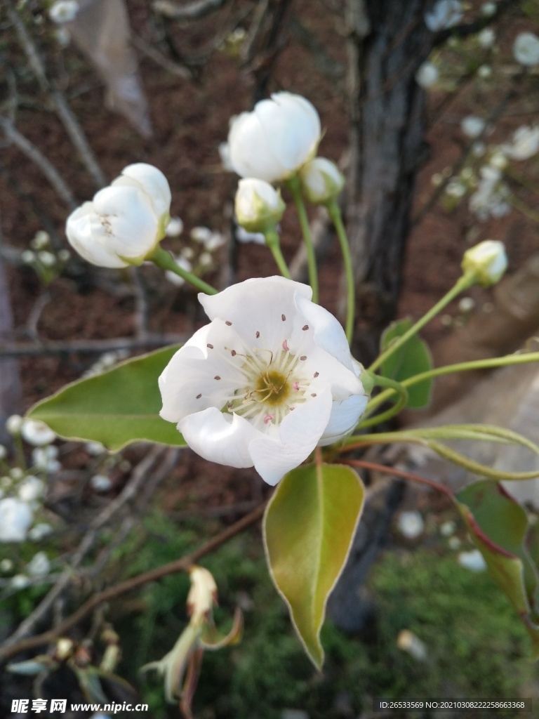 梨花 春天 自然 白花 花朵