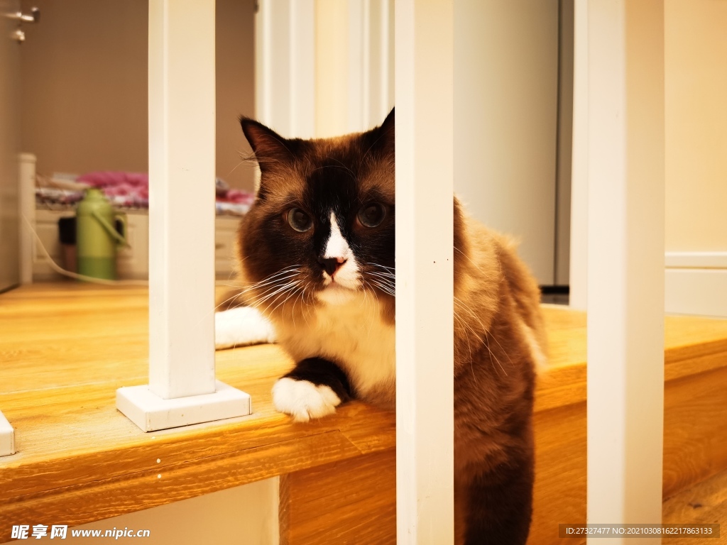 猫