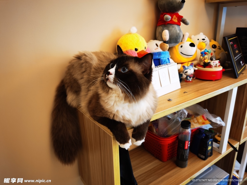 猫