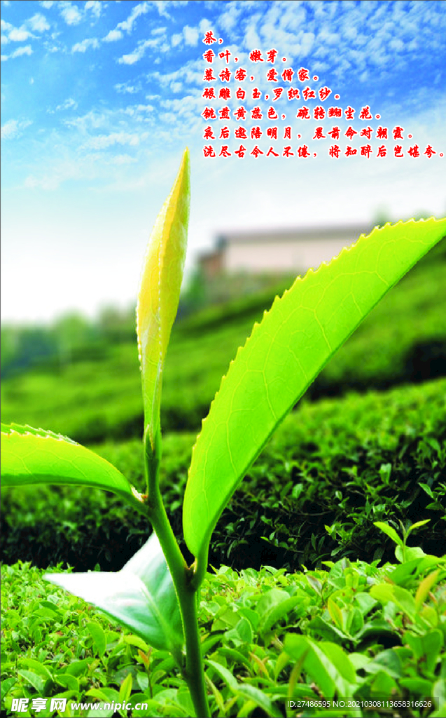 茶叶