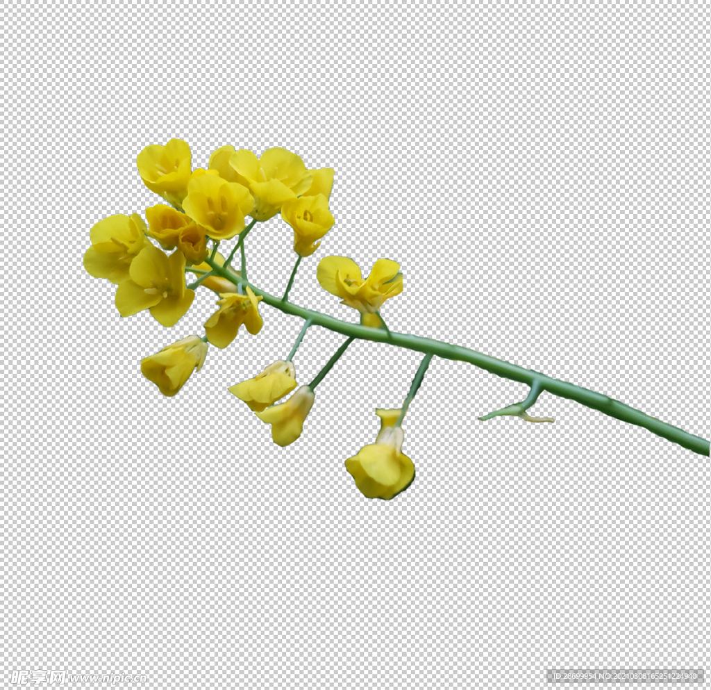 油菜花