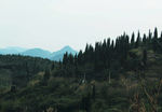 山