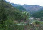 山