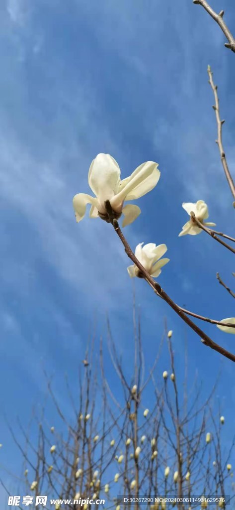 枝条花