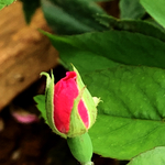 花蕾