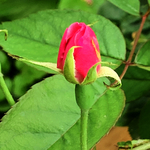 花蕾