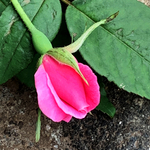 花蕾