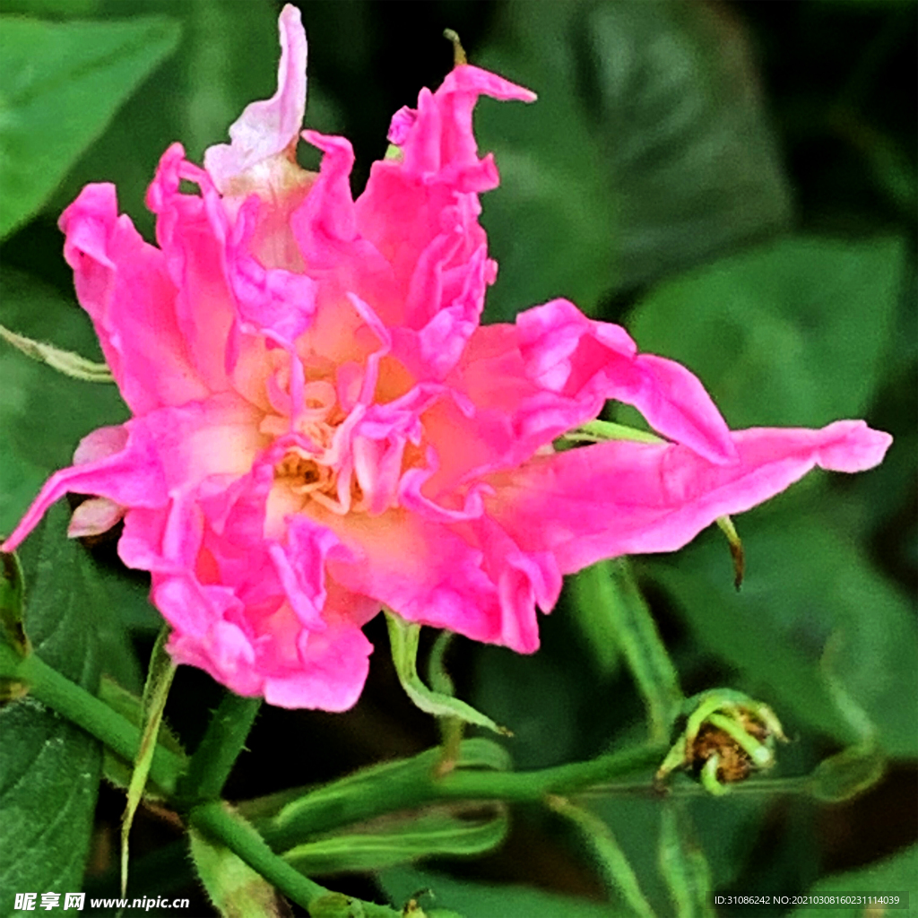 鲜花