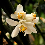 桔子花
