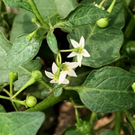 白花菜