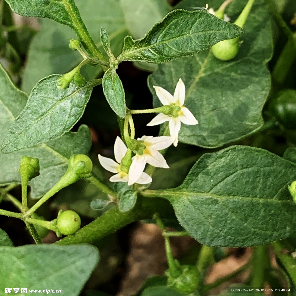 白花菜