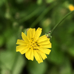 黄鹌菜