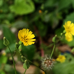 黄鹌菜